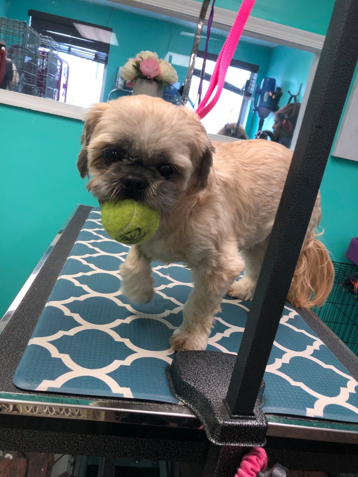 78366252_1049719795371514_7737800530579161088_n Coco Clips Dog Grooming