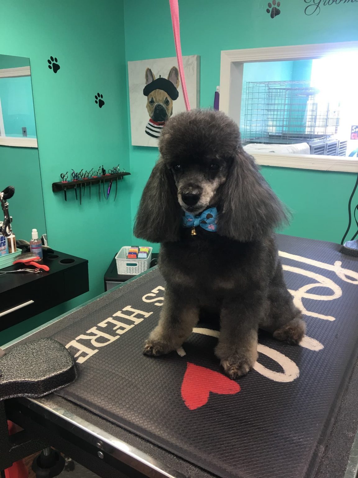 78684654_543235222893786_5515292630075834368_n Coco Clips Dog Grooming