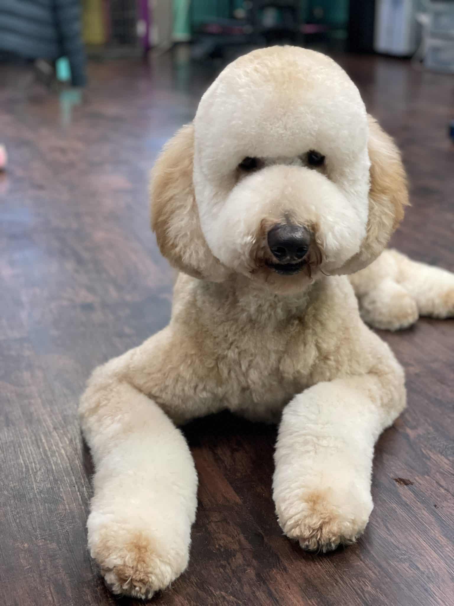 Dog Grooming in Vienna, VA Coco Clips