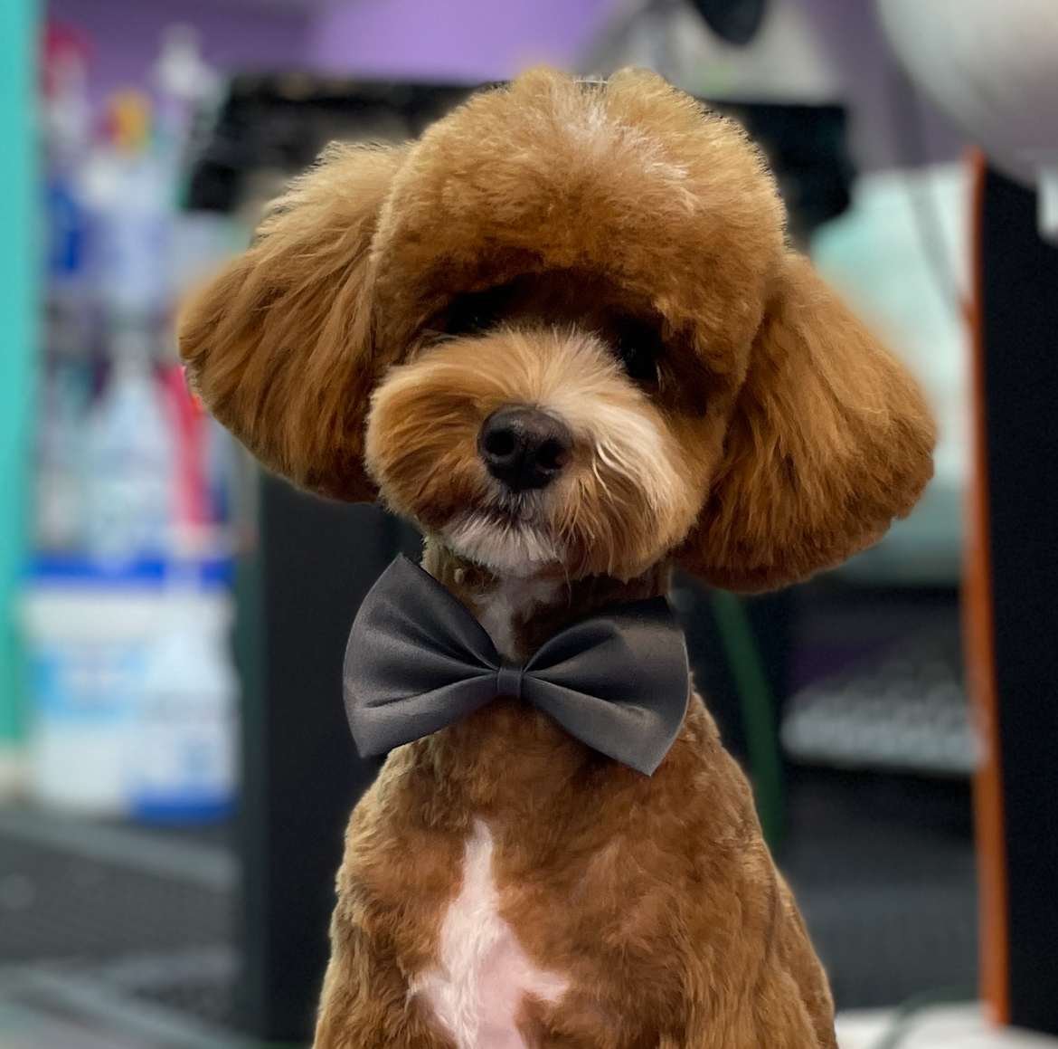 Happy dog after grooming at Coco Clips