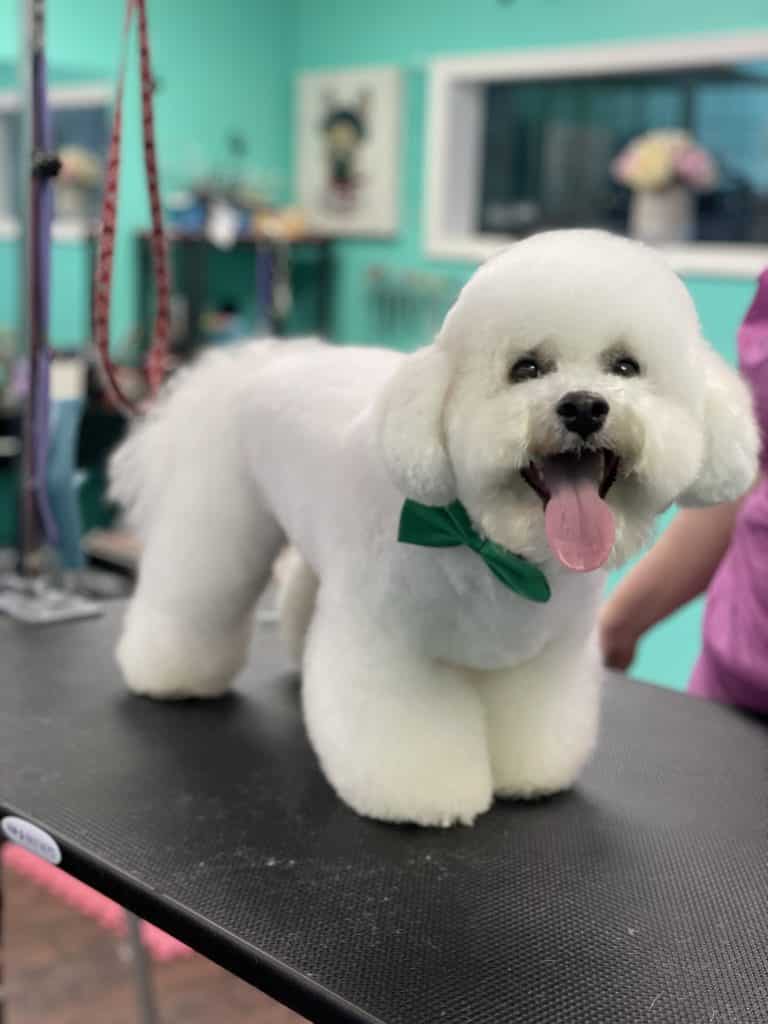 Dog bath and blowout in Vienna VA