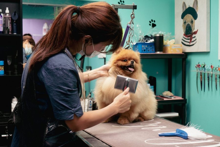 Professional dog grooming and trim