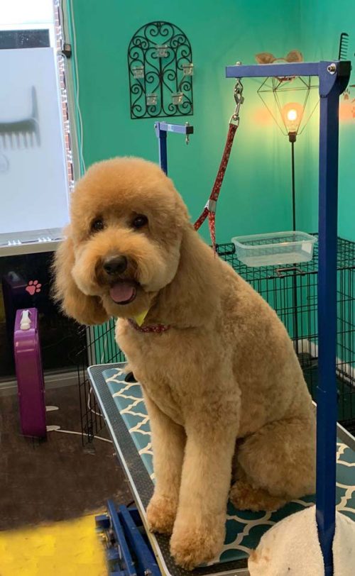 Doodle groomed at Coco Clips Vienna