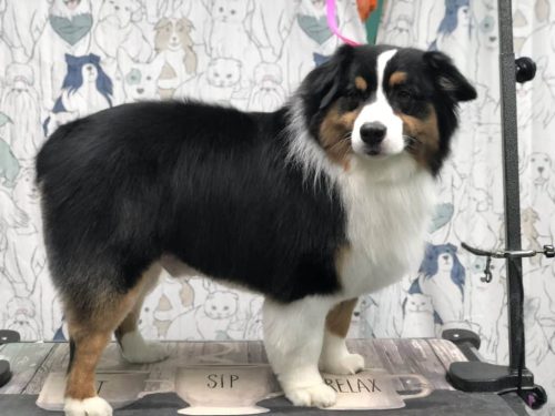 Dog after a bath and blowout in Vienna VA