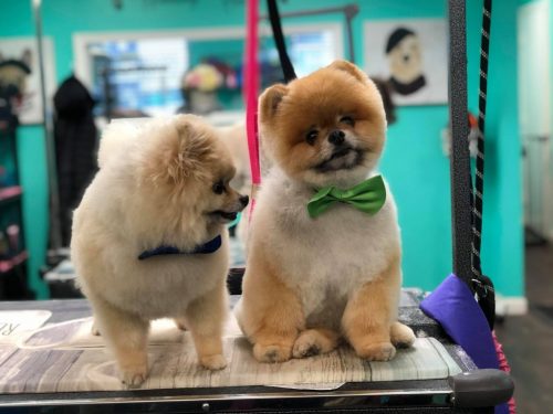 Puppy grooming Vienna VA