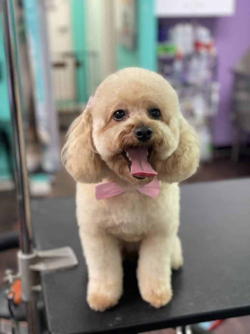 Shih Tzu grooming by Coco Clips