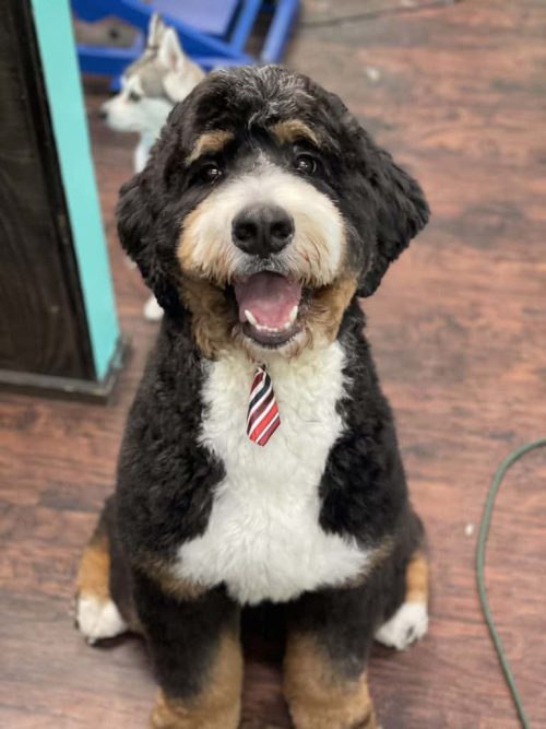 Senior dog grooming in Vienna VA