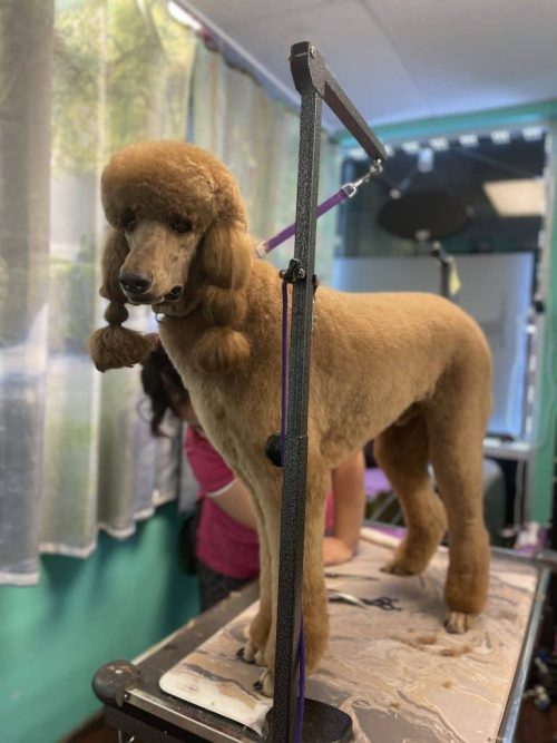 Goldendoodle haircut at Coco Clips