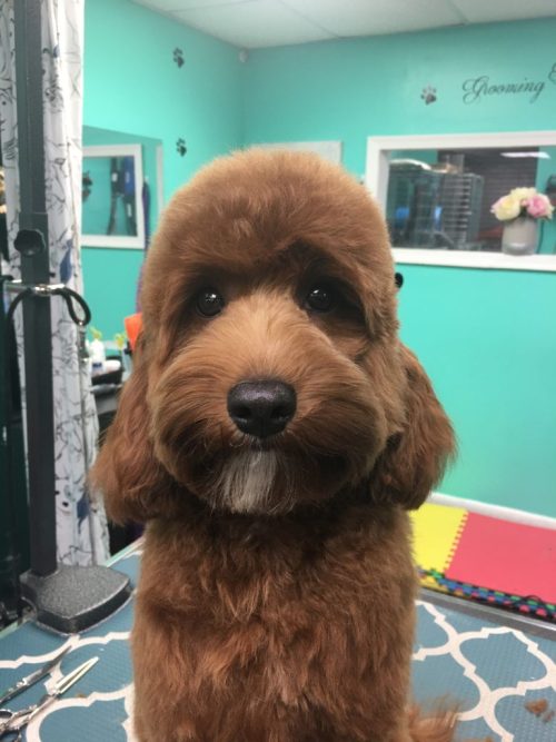 Poodle grooming Vienna VA