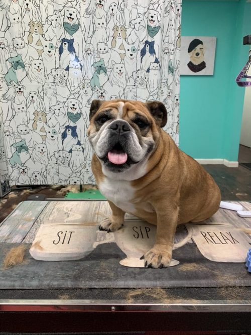 Yorkie after professional grooming