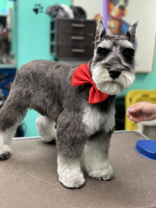 Bichon Frise grooming in Vienna VA