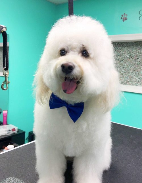 Clean, freshly groomed dog - Coco Clips