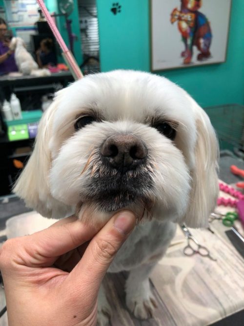 Dog grooming near me - Coco Clips client