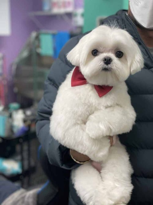 Freshly groomed dog in Northern Virginia