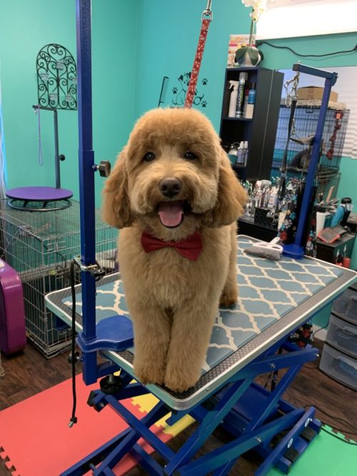 Breed-specific dog haircut in Vienna VA