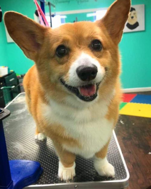 Local dog groomer result - Coco Clips