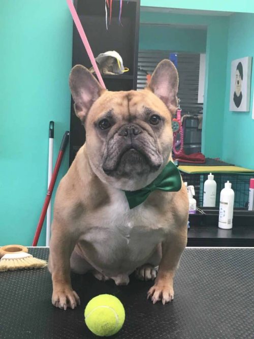 Dog after sanitary trim and full groom