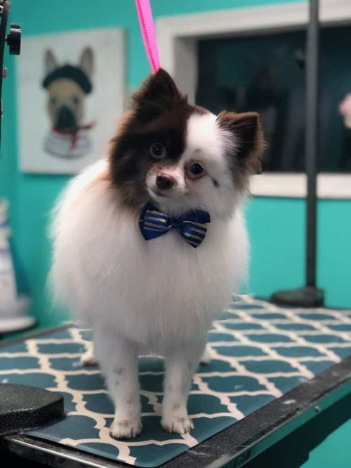 Dog grooming near me Vienna - Coco Clips