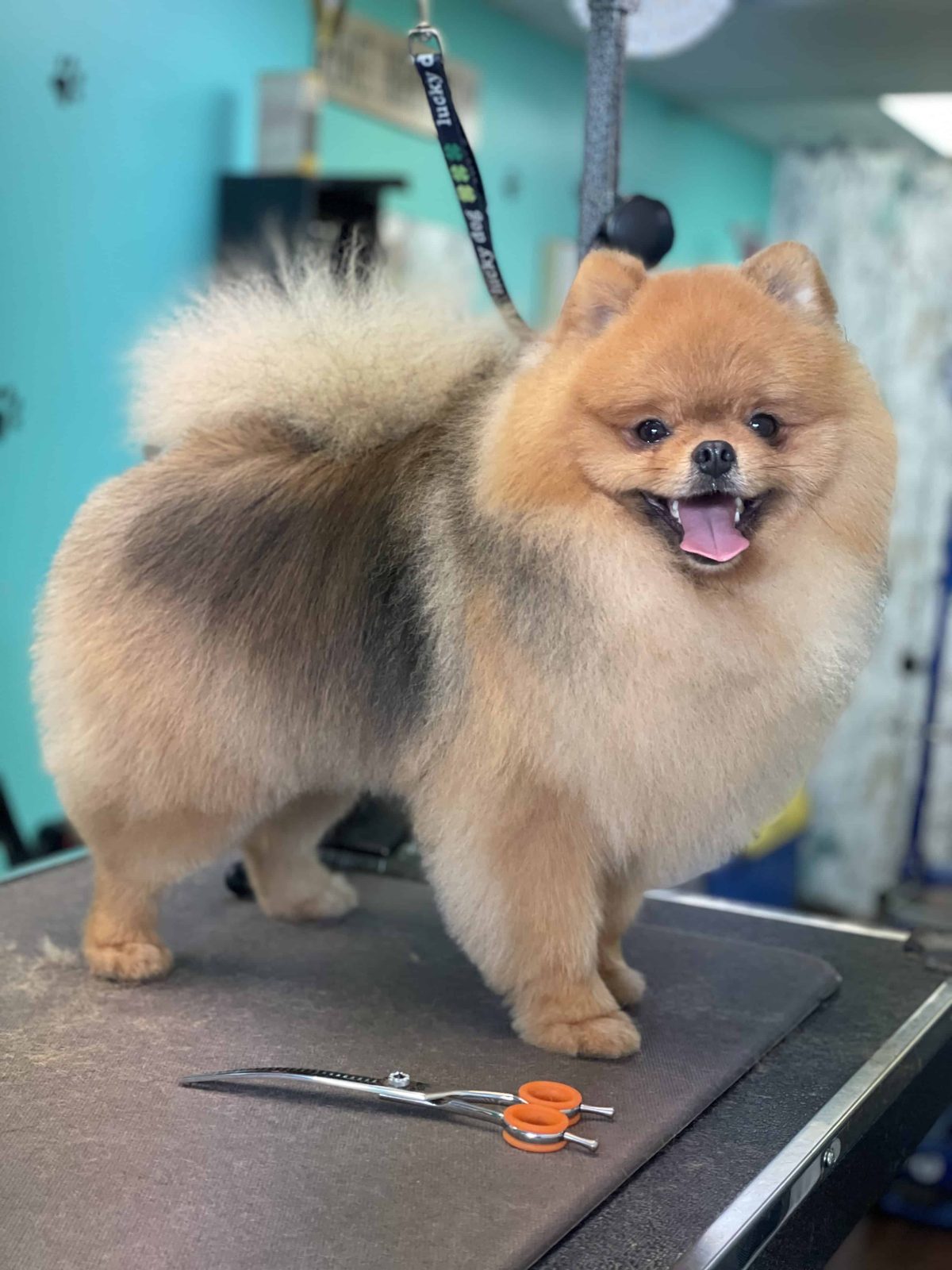 Happy dog after grooming at Coco Clips