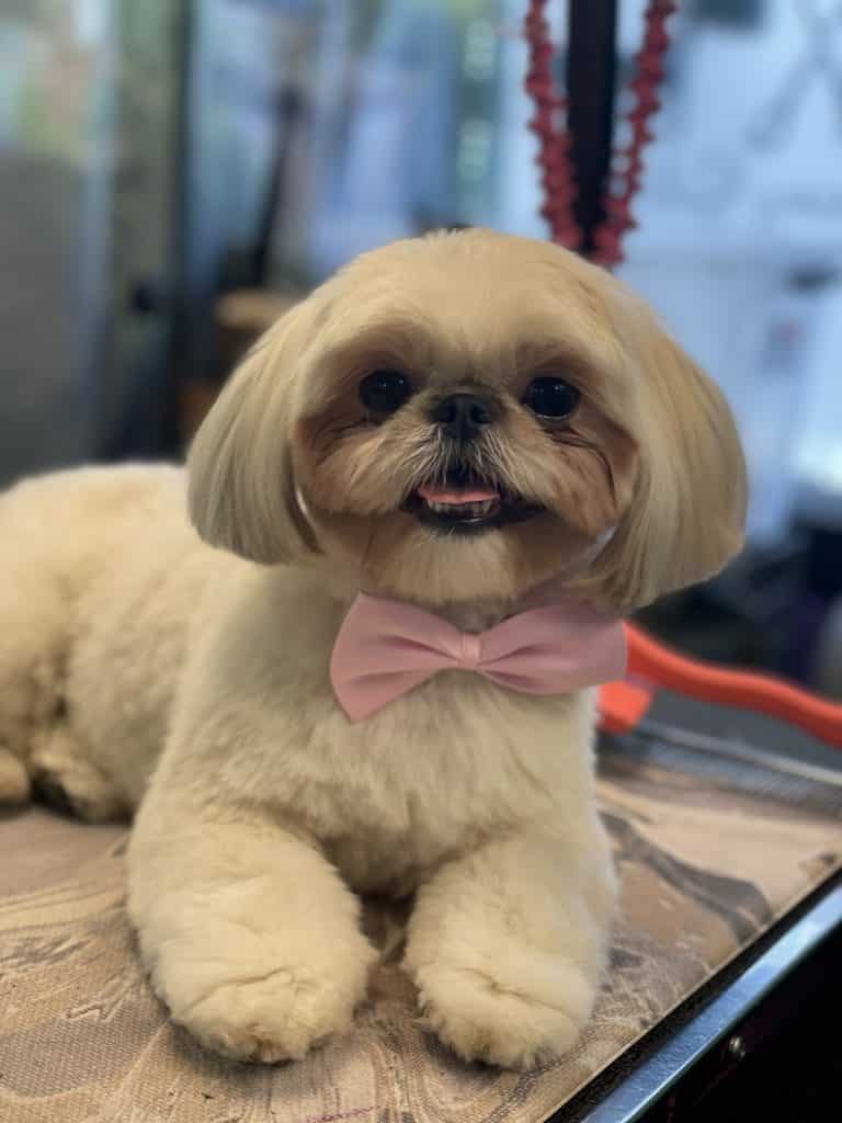 Warm welcome at Coco Clips dog grooming
