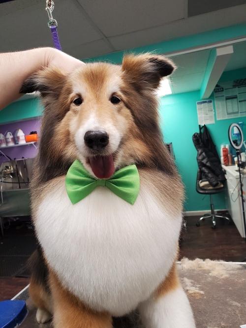 Fluffy dog after a breed-specific haircut
