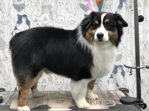 Dog after a bath and blowout in Vienna VA