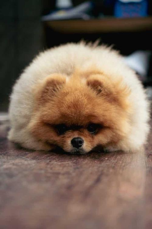 Groomed dog at Coco Clips Northern Virginia