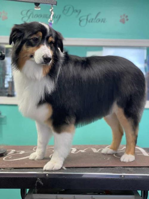 Small breed dog grooming in Vienna