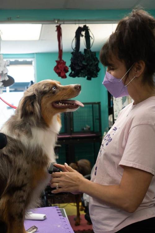 Dog after bath and brush at Coco Clips