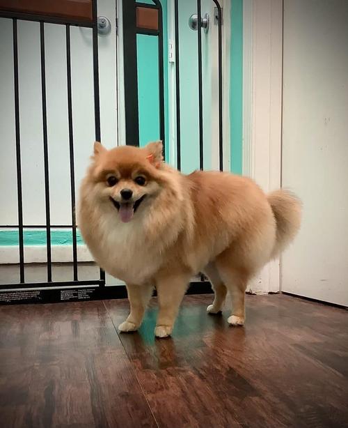 Long-coat dog grooming Vienna VA