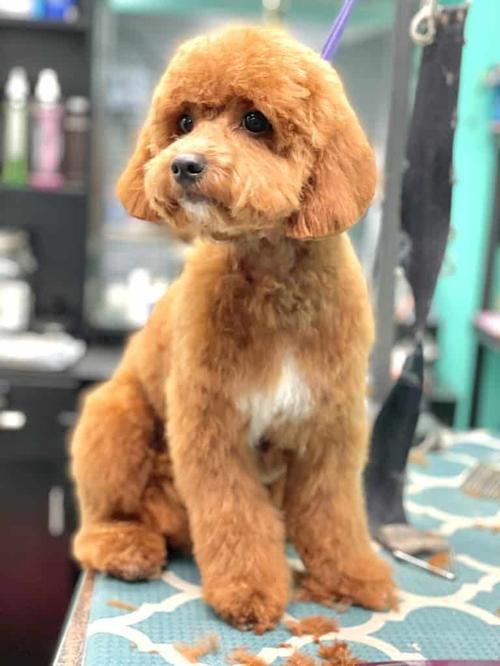 Coco Clips grooming transformation