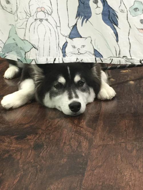 Happy client dog at Coco Clips Vienna