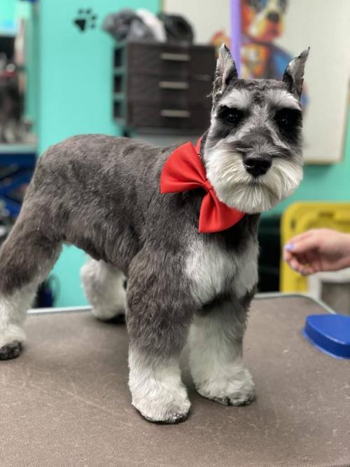 Bichon Frise grooming in Vienna VA