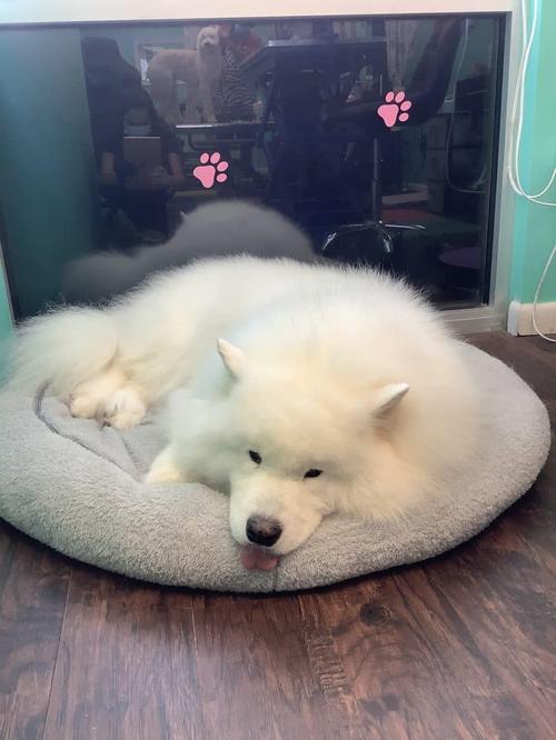 Maltese grooming in Vienna Virginia