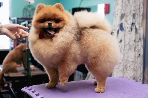 Deshedding treatment result at Coco Clips