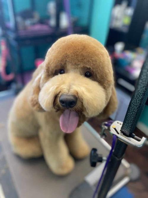 Professional dog grooming Vienna VA
