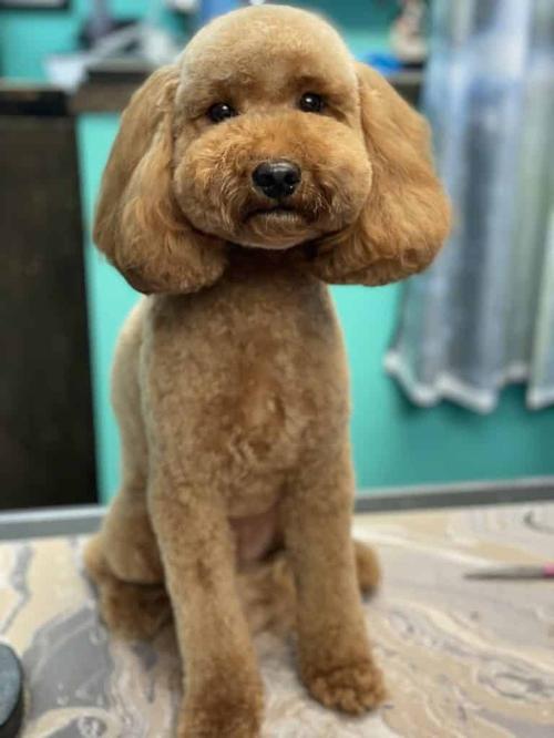 Small dog freshly groomed at Coco Clips in Vienna VA