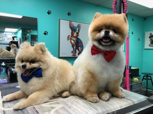 Happy dog after full-service grooming in Vienna VA