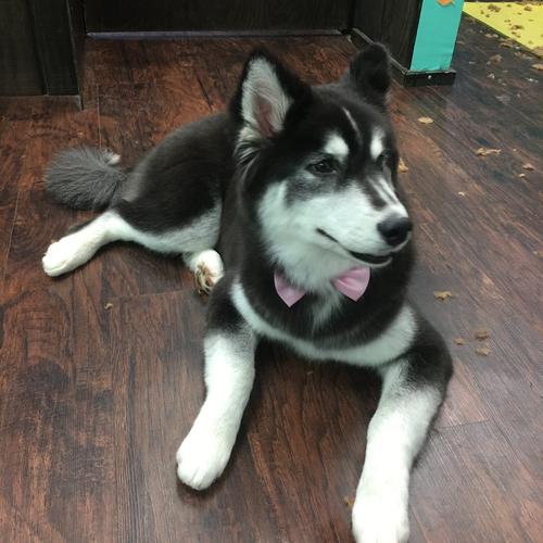 Professional dog groomer result - Coco Clips